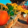 Festival de Calabazas llega al Parque Guanajuato Bicentenario: un mes de magia y diversión familiar