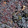 Vinos de Guanajuato conquistan 36 medallas en el CMB 2025