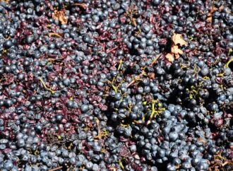 Vinos de Guanajuato conquistan 36 medallas en el CMB 2025