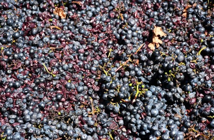 Vinos de Guanajuato conquistan 36 medallas en el CMB 2025