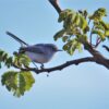 Avistamiento de aves transforma al Parque Metropolitano en atractivo turístico de León