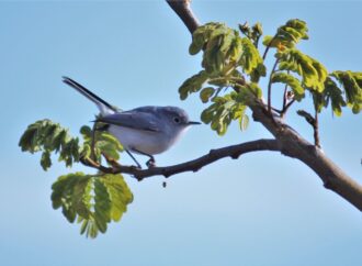 Avistamiento de aves transforma al Parque Metropolitano en atractivo turístico de León