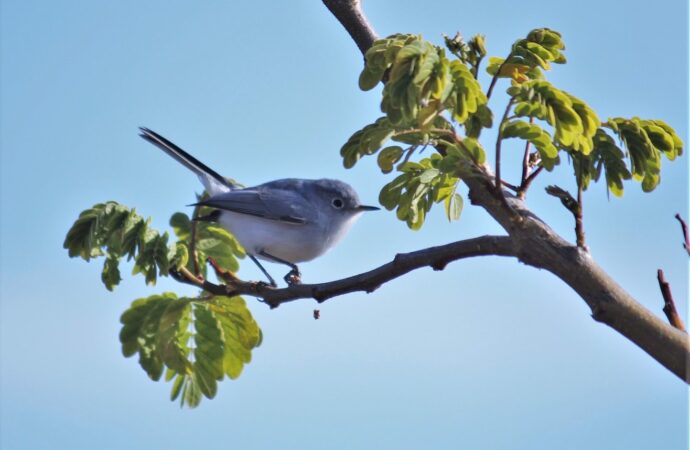 Avistamiento de aves transforma al Parque Metropolitano en atractivo turístico de León